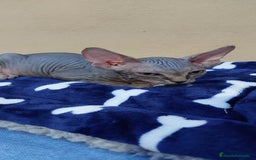 Sphynx gatos en venta: machito tabby  - Imagen 9