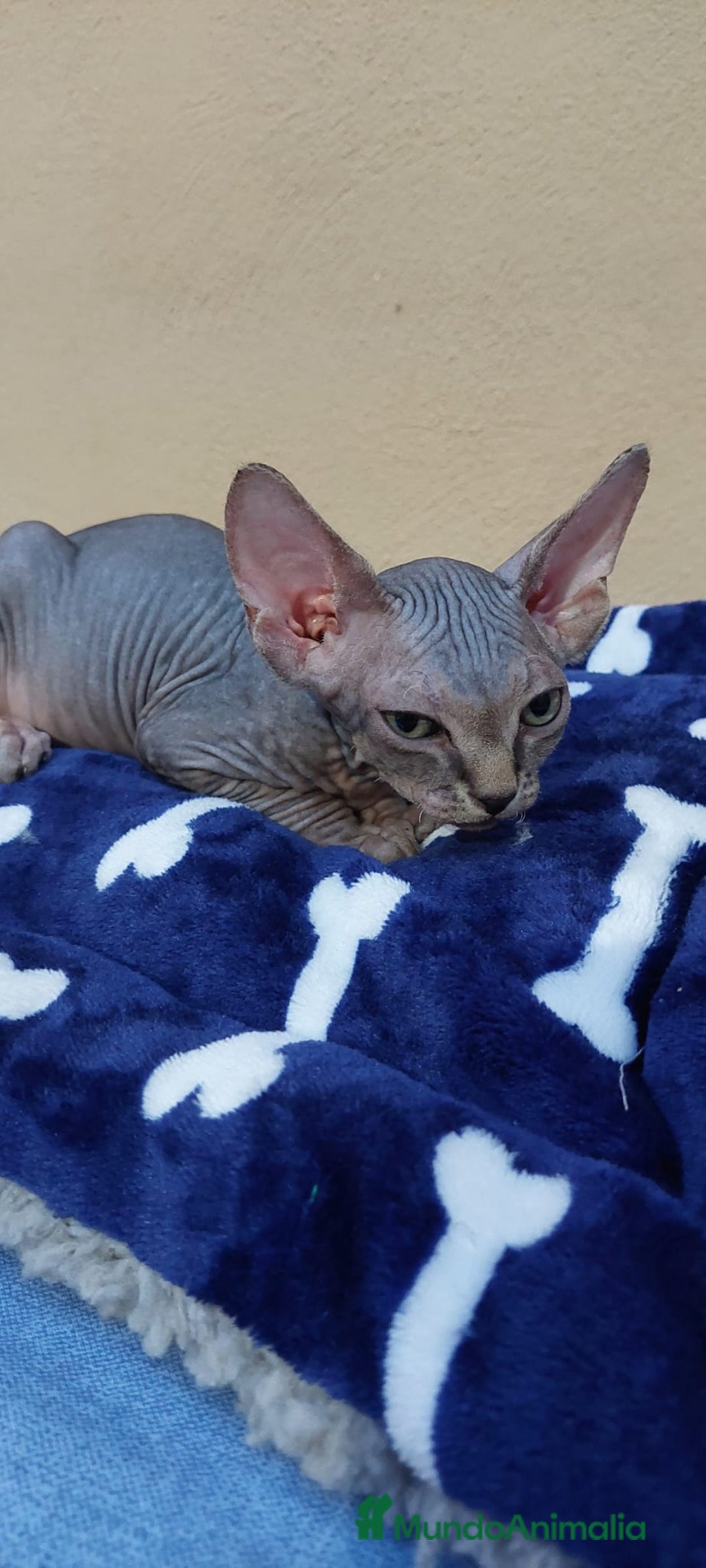 Sphynx gatos en venta: machito tabby  - Imagen 9