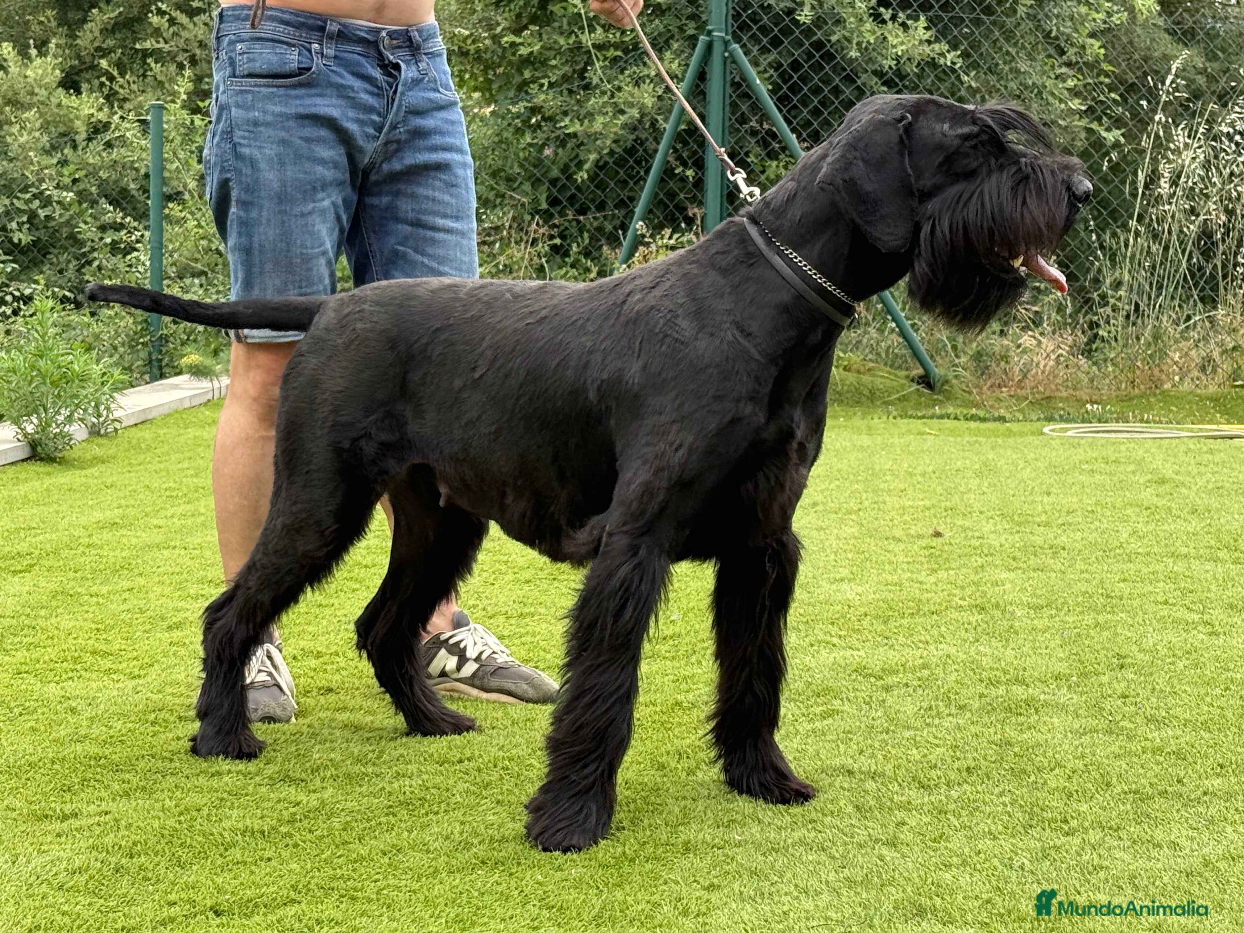 Schnauzer Gigante perros SCHNAUZER GIGANTE - Anuncio 1