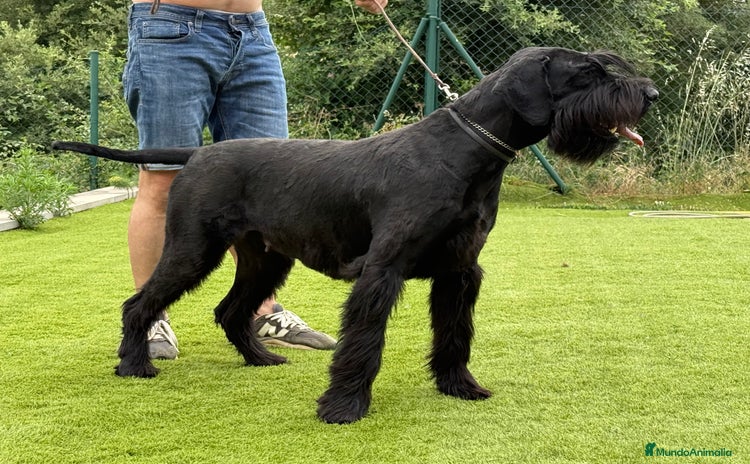 Schnauzer Gigante perros - Anuncio 1
