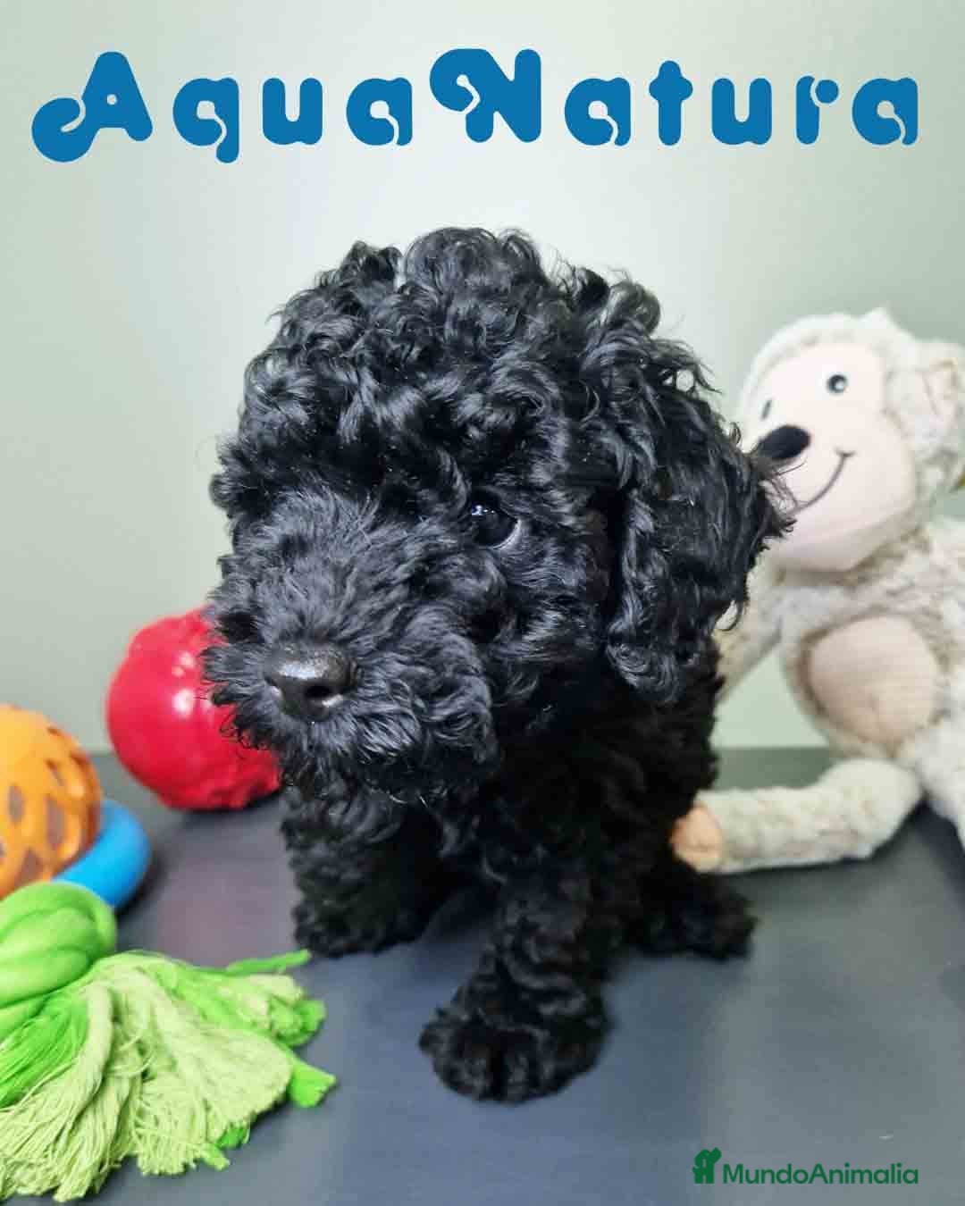 Caniche Enano perros en venta: Caniche Macho CJMM 4807 AQUANATURA - Imagen 3