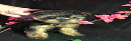Yorkshire Terrier perros en venta: YORKSHIRE MINI  - Anuncio 3