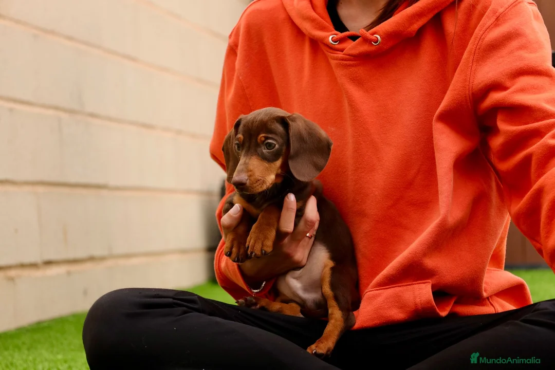 Teckel Miniatura perros en venta: Teckel Miniatura Choclate  - Anuncio 1