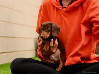 Teckel Miniatura perros Teckel Miniatura Choclate - Anuncio 1