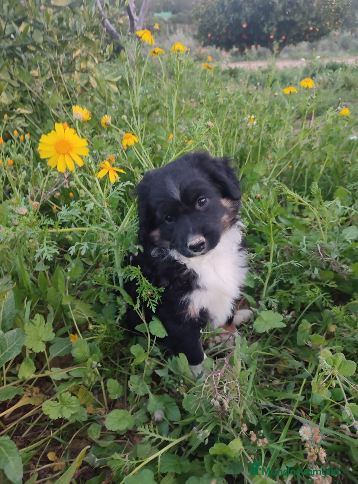 Pastor Miniatura Americano perros CACHORRO PASTOR AMERICANO MINIATURA  - Anuncio 5