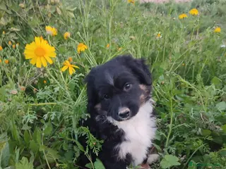 Pastor Miniatura Americano perros CACHORRO PASTOR AMERICANO MINIATURA - Anuncio 2