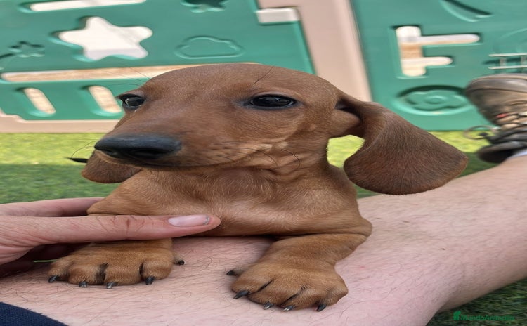 Teckel Miniatura perros - Anuncio 1