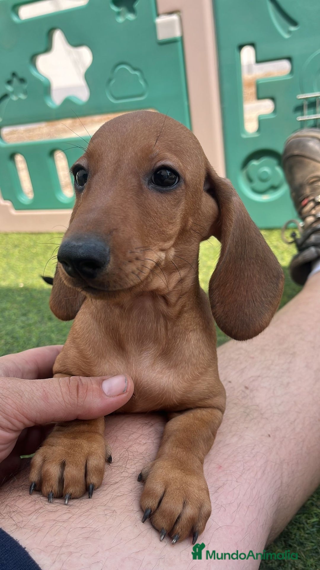 Teckel Miniatura perros en venta: Teckel kaninchen  - Imagen 1