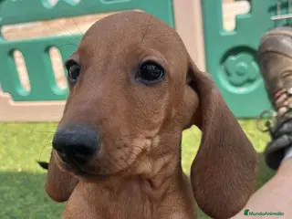 Teckel Miniatura perros Teckel kaninchen - Anuncio 16