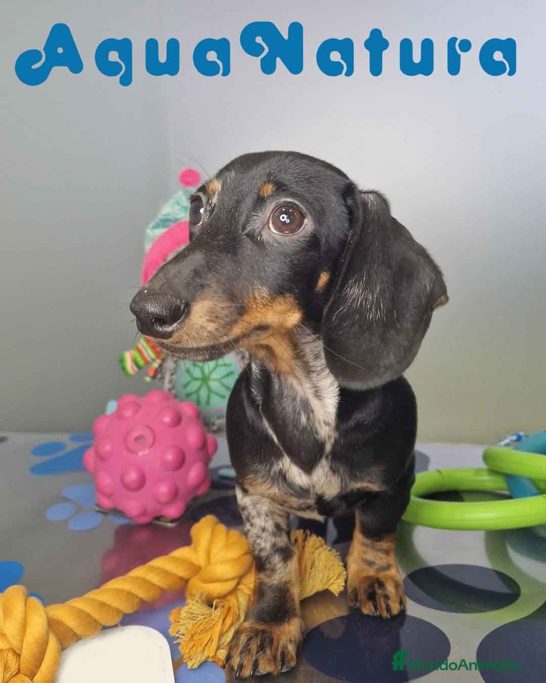 Teckel Miniatura perros en venta: Teckel Macho de Tiana y Tilo 4490 AQUANATURA - Anuncio 6