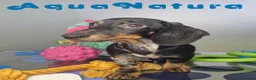 Teckel Miniatura perros en venta: Teckel Macho de Tiana y Tilo 4490 AQUANATURA - Anuncio 6