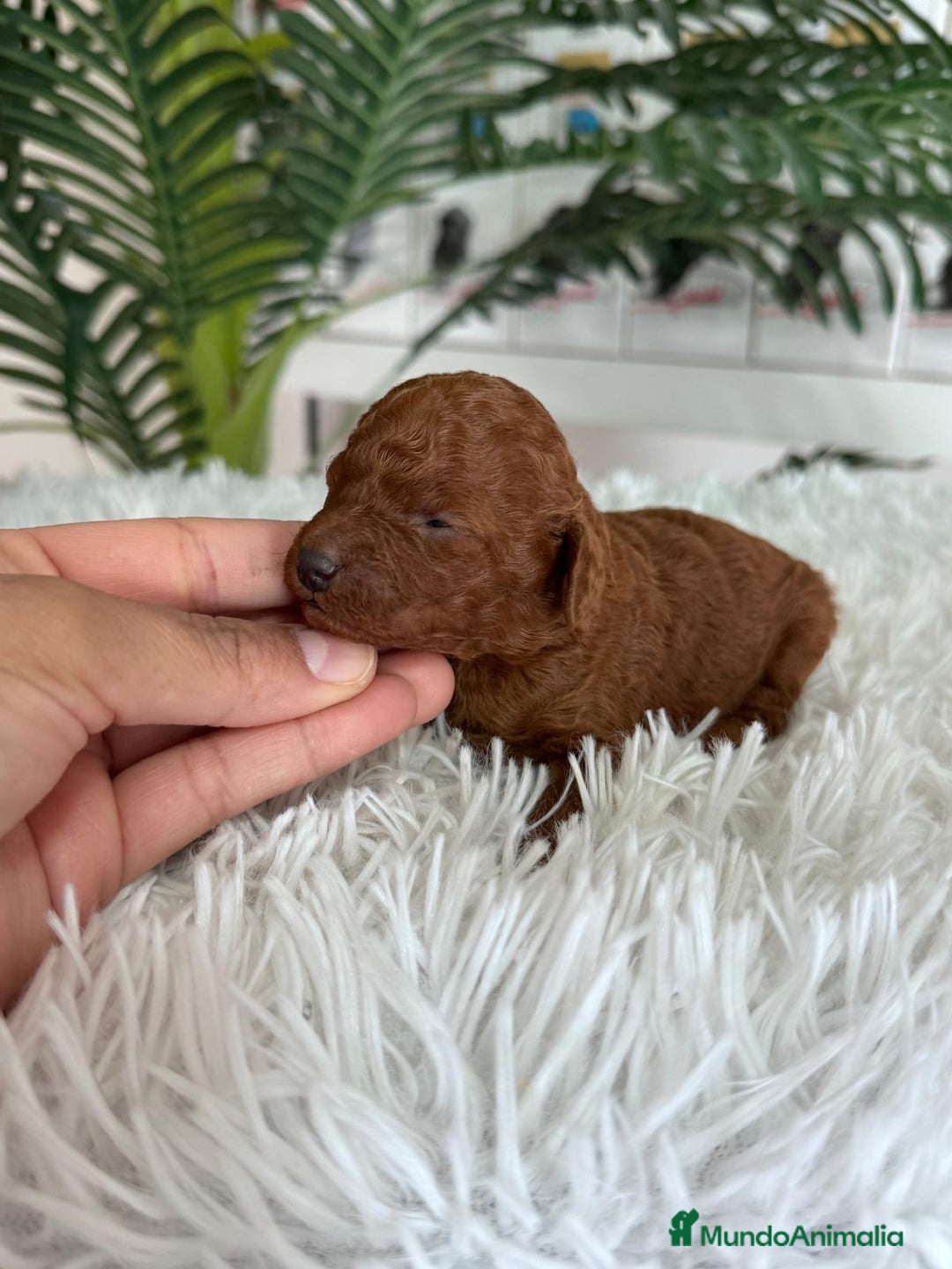 Caniche Toy perros en venta: CANICHE TOY ROJO - Anuncio 1