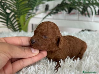 Caniche Toy perros CANICHE TOY ROJO - Anuncio 2