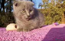 Scottish Fold gatos en venta: Gatita azul scottish fold preciosa - Imagen 2