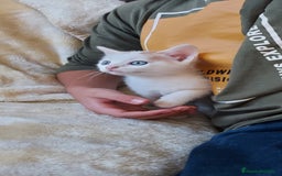 Otras razas gatos en venta: Cruce de gato persa - Imagen 8