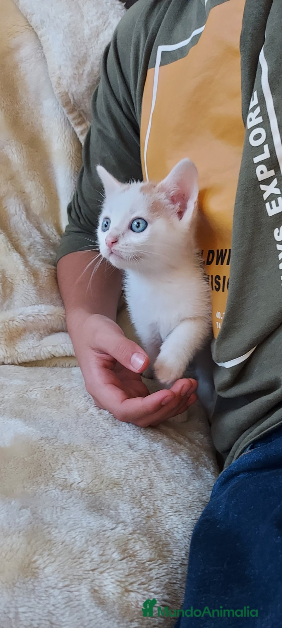 Otras razas gatos en venta: Cruce de gato persa - Imagen 8