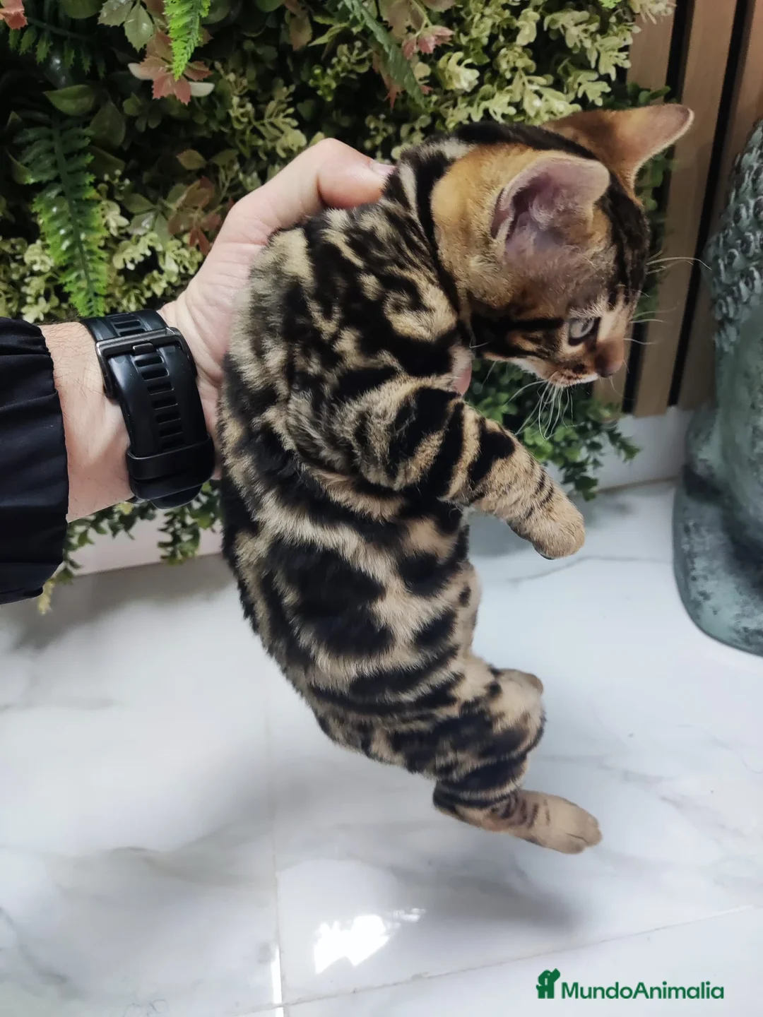 Bengalí gatos en venta: Bengalí hembra preciosa disponible  - Anuncio 2