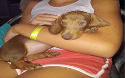 Teckel perros en venta: Cachorro teckel chocolate - Imagen 3