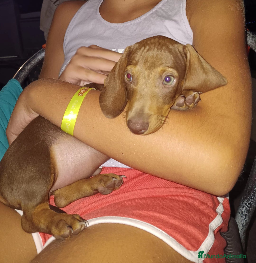 Teckel perros en venta: Cachorro teckel chocolate - Imagen 3