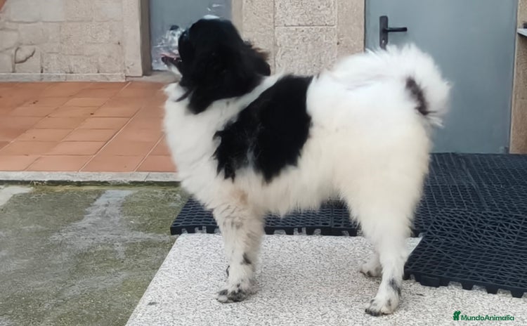 Pomerania perros - Anuncio 2