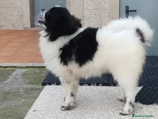 Pomerania perros - Anuncio 1