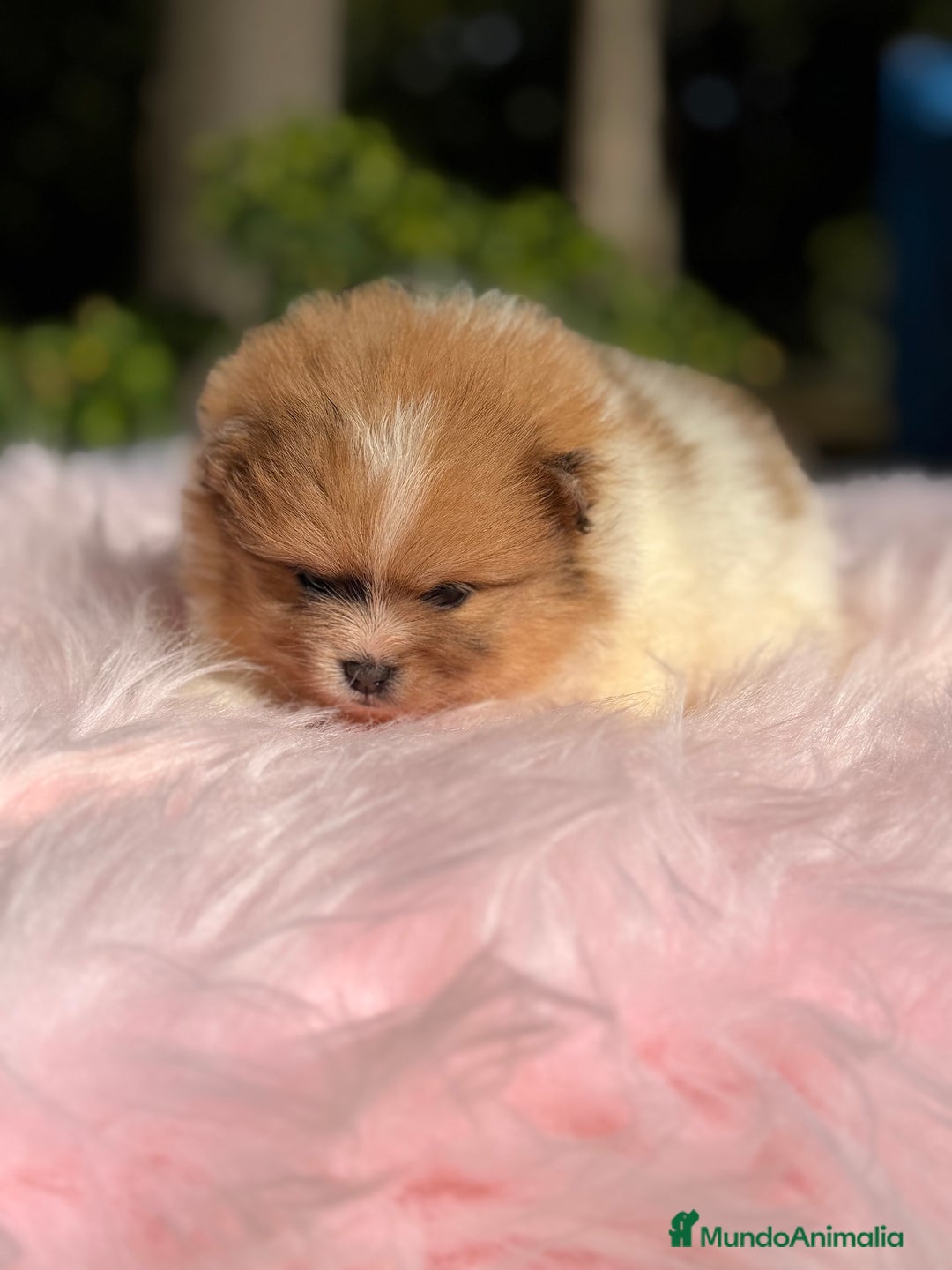 Pomerania perros en venta: Pomerania Partycolor - Imagen 5