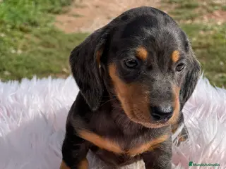 Teckel Miniatura perros Teckel miniatura - Anuncio 27