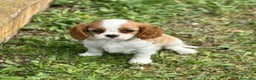 Cavalier King Charles Spaniel perros en venta: Cavalier bicolor  en Barcelona - Anuncio 4