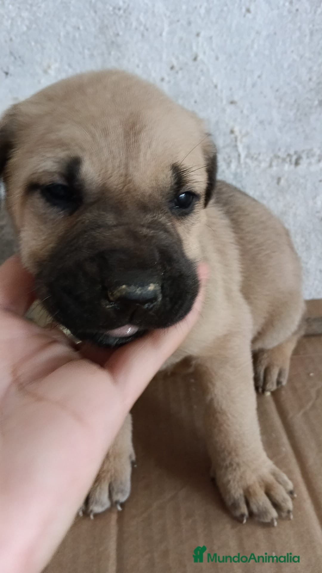 Mastín Español perros Mastín hembra disponible  - Anuncio 2