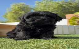 Perro de Agua Español perros en venta: PERRO DE AGUA ESPAÑOL MACHO - Imagen 8