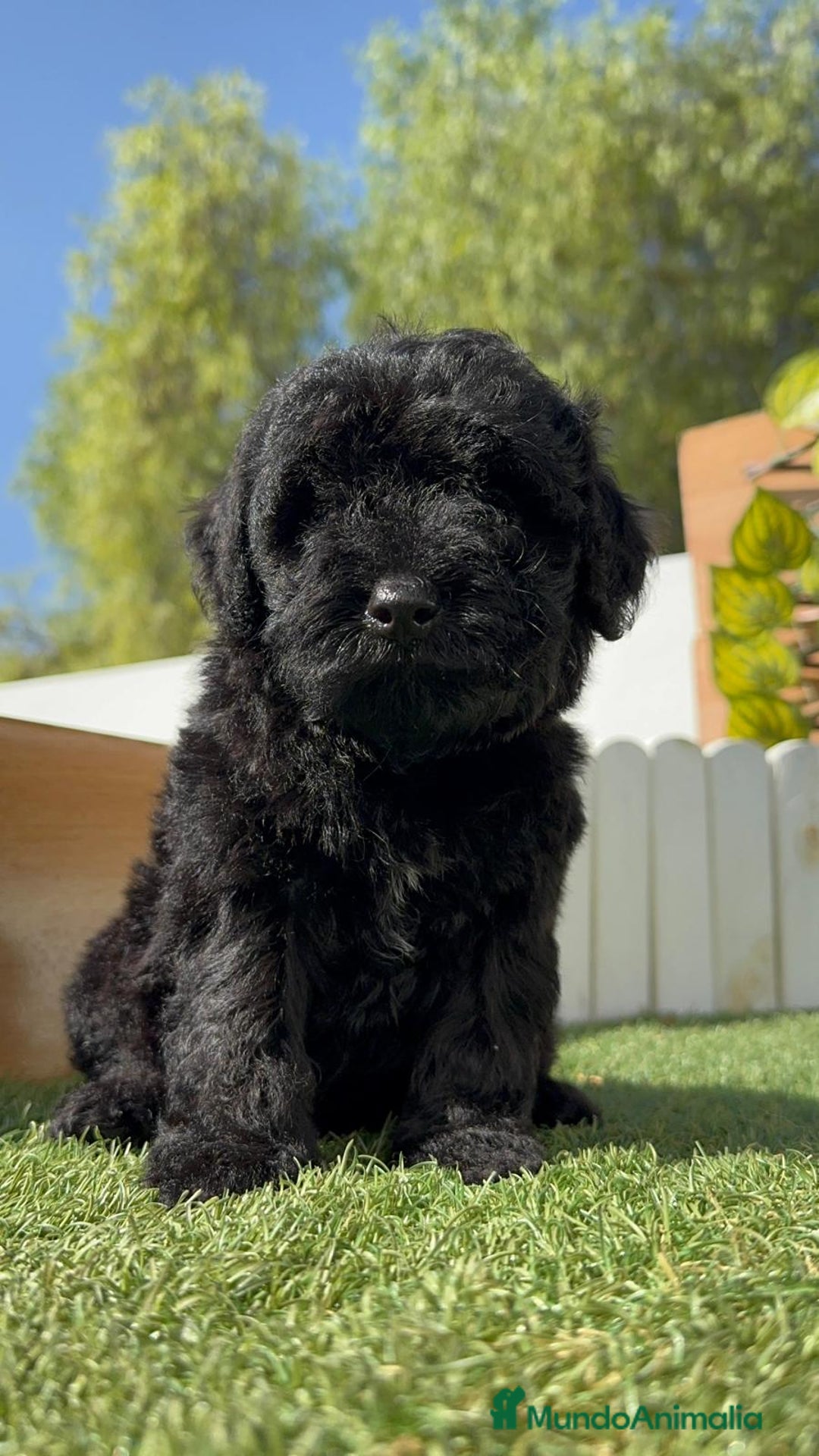 Perro de Agua Español perros en venta: PERRO DE AGUA ESPAÑOL MACHO - Imagen 8