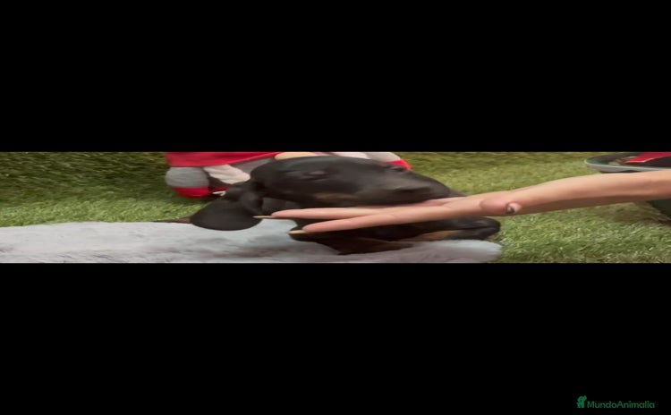 Teckel perros Teckel  - Anuncio 1