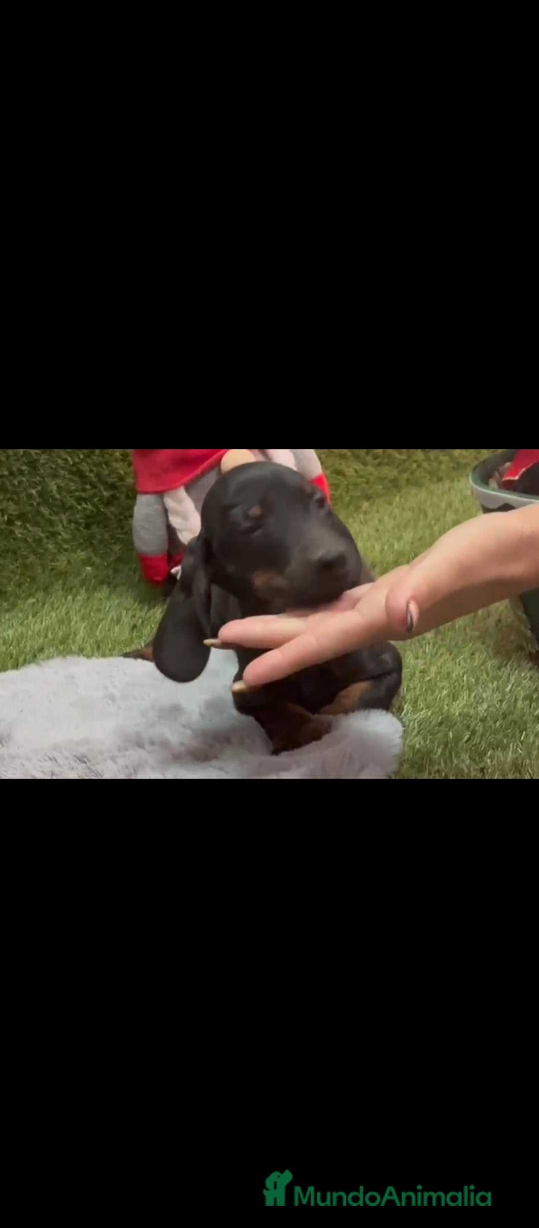 Teckel perros en venta: Teckel  - Anuncio 1