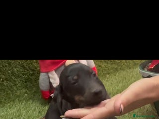 Teckel perros Teckel - Anuncio 1