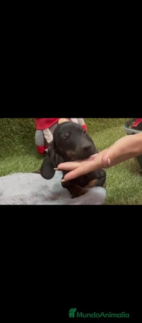 Teckel perros Teckel - Anuncio 1