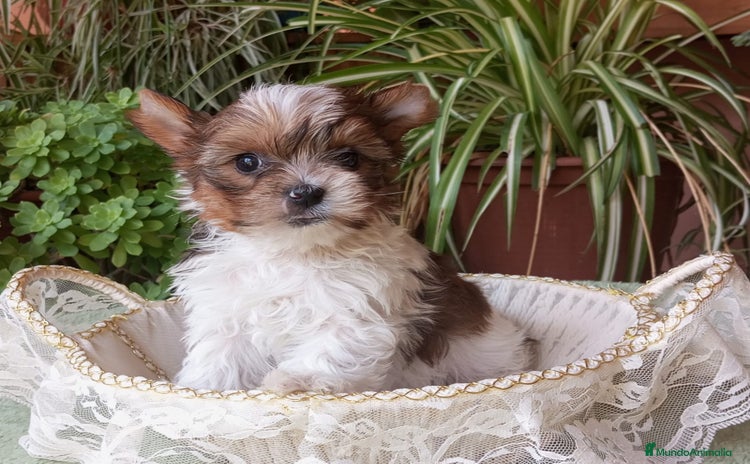 Biewer Yorkshire Terrier a la Pom Pon perros - Propaganda 2