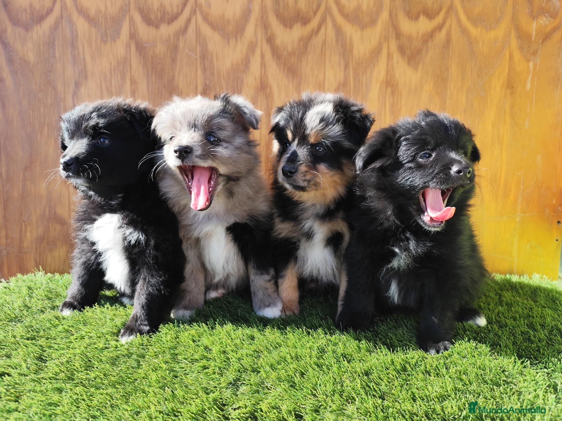 Raza Mixta perros Borderpom o mini bordercollie  - Anuncio 1