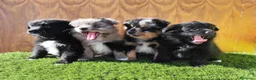 Raza Mixta perros en venta: Borderpom o mini bordercollie  - Anuncio 1