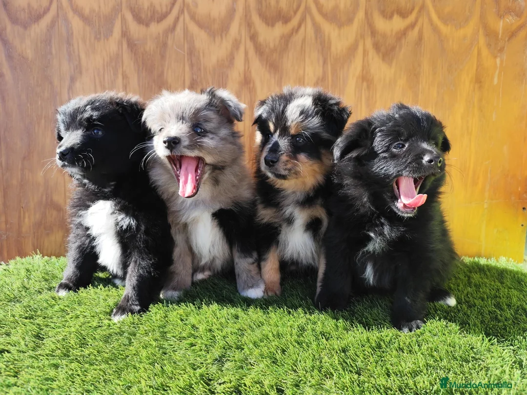 Raza Mixta perros en venta: Borderpom o mini bordercollie  - Anuncio 1