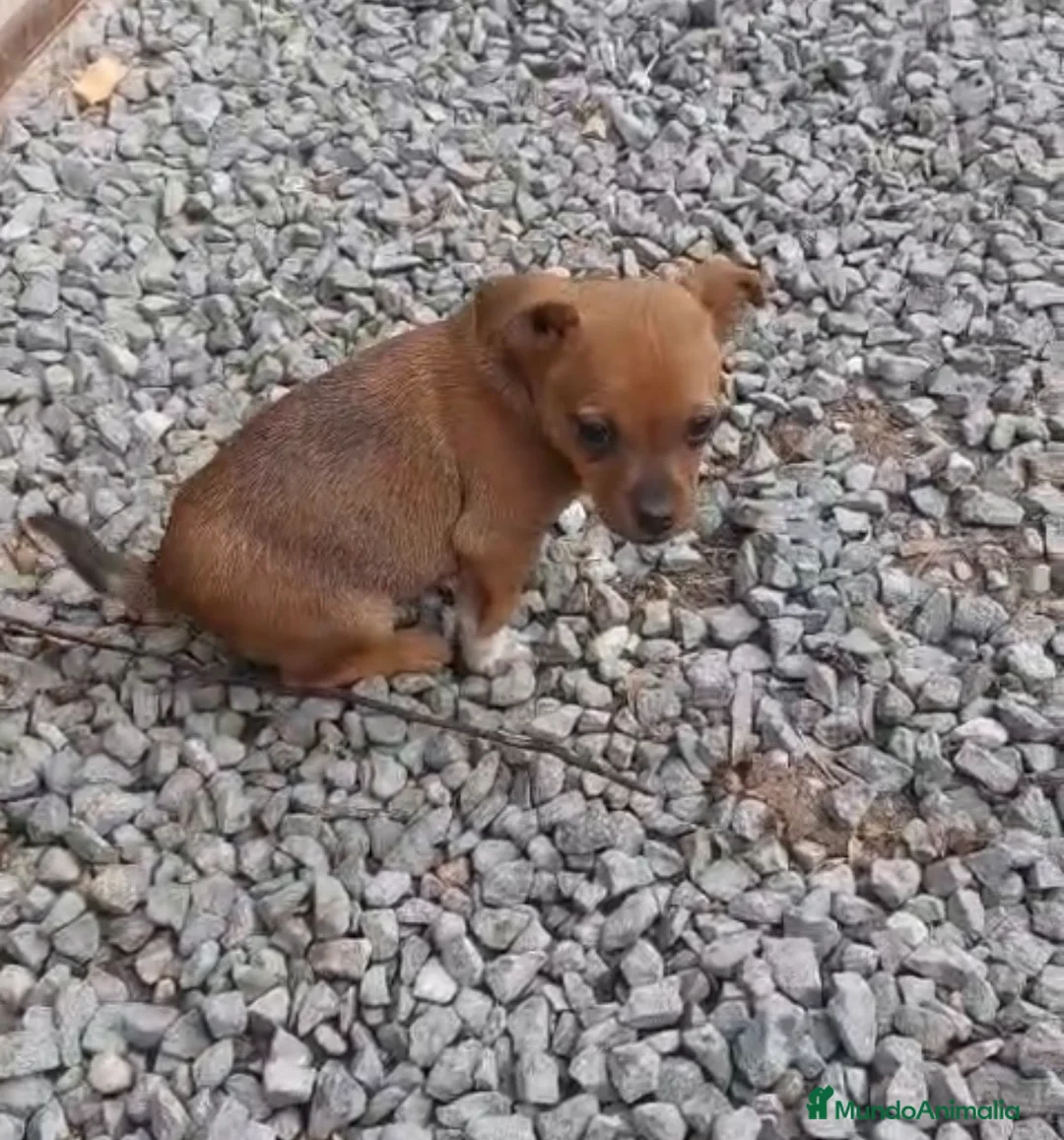 Raza Mixta perros en venta: PRECIOSO CACHORRO (leer bien anuncio) - Anuncio 3