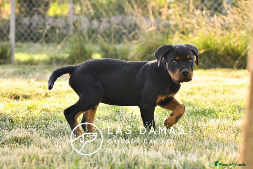 Rottweiler perros en venta: Un rottweiler no se compra… se siente en Burgos - Imagen 4