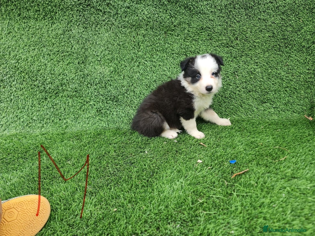 Border Collie perros en venta: Border Collie camada - Imagen 5