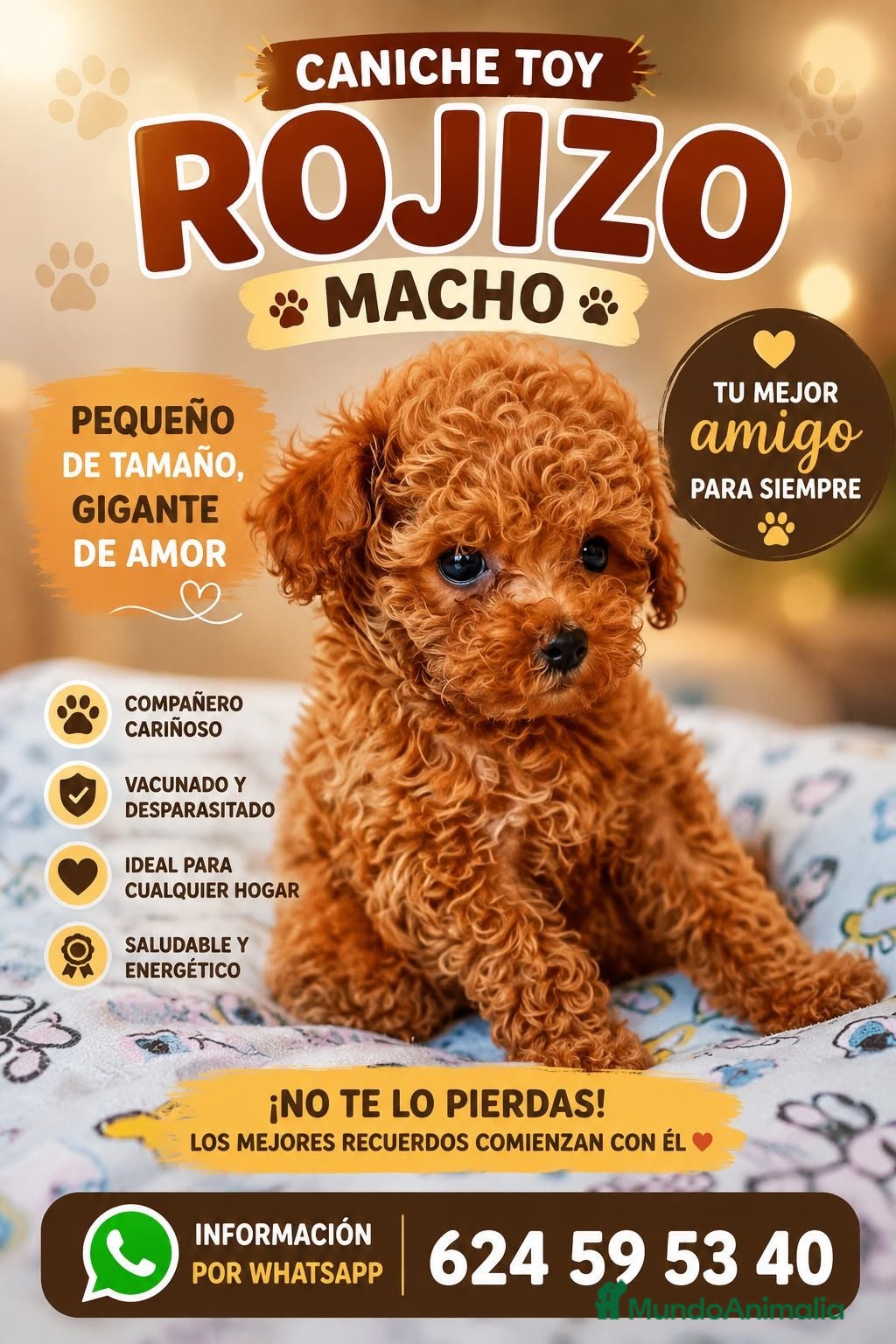 Caniche Toy perros Caniche toy asiatico - Anuncio 2