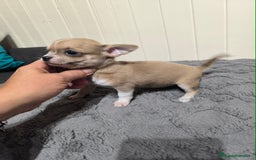 Chihuahua perros en venta: Chihuahua minis en CURTIS. La Coruña  - Imagen 1