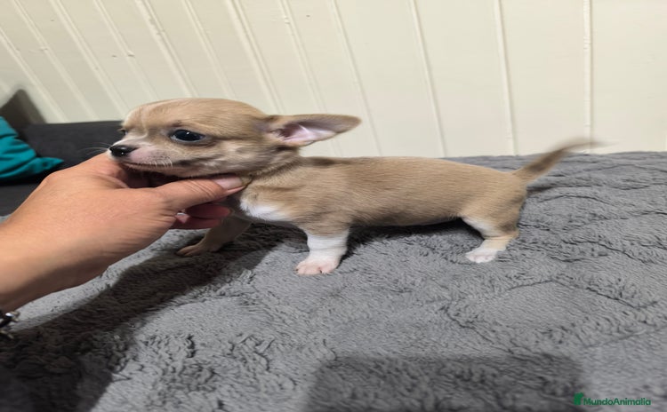 Chihuahua perros - Anuncio 1