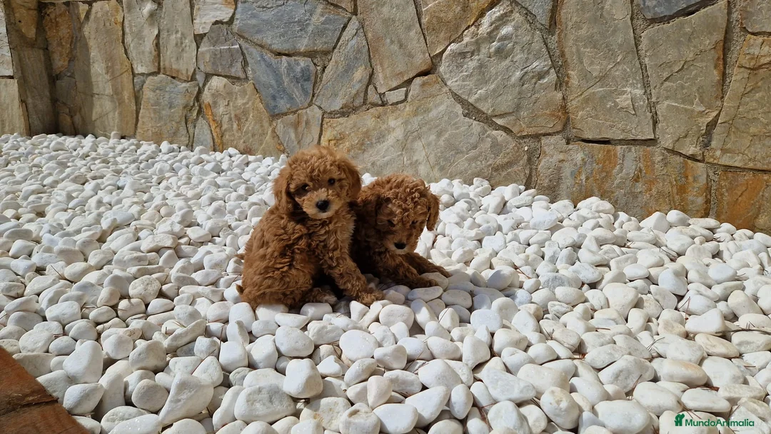 Caniche Mediano perros en venta: Caniches espectaculares  en Barcelona - Anuncio 2