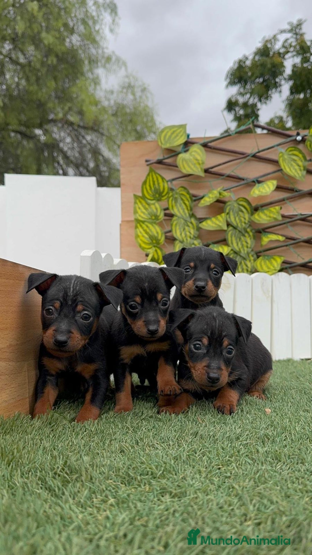Pinscher Miniatura perros en venta: Pinscher - Imagen 7
