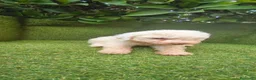 Perro de Agua Español perros en venta: preciosa camada perros agua  chocolates y blancos  - Anuncio 7