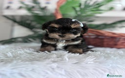 Raza Mixta perros en venta: YORKIPOO - Anuncio 14