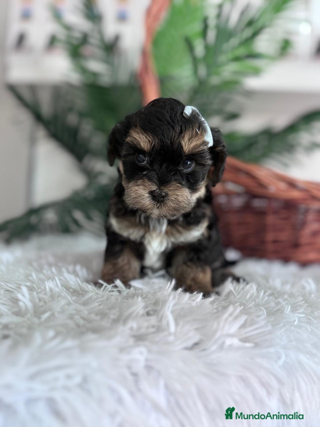 Raza Mixta perros en venta: YORKIPOO - Anuncio 14